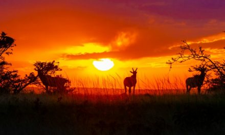 Discover Colorado’s Unique Wildlife: From Bison to Black Bears
