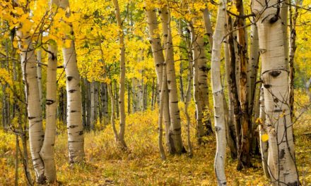 Discover the Best Fall Foliage Spots in Colorado