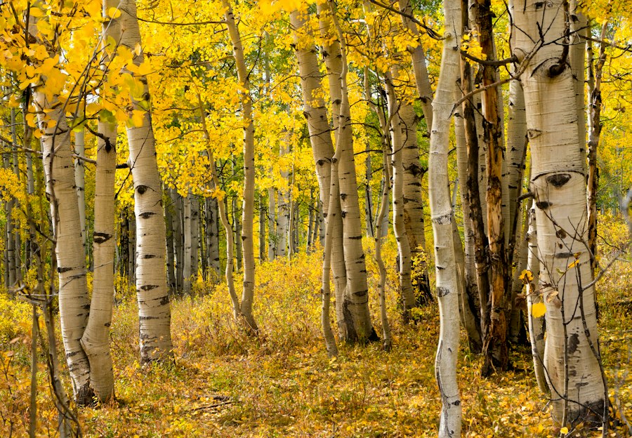 Discover the Best Fall Foliage Spots in Colorado